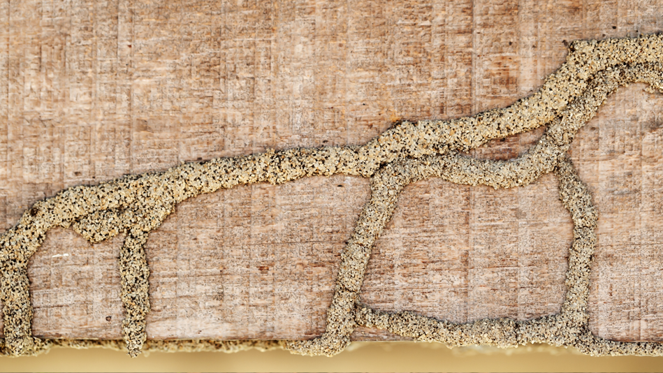 Raised termite mud tunnels show through light wood