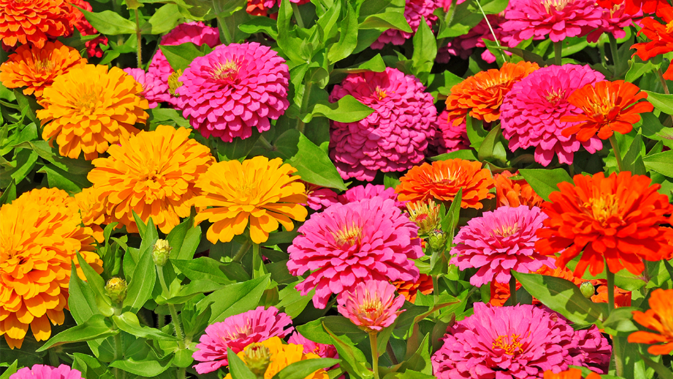 A close-up of yellow, orange-red, and hot pink zinnias