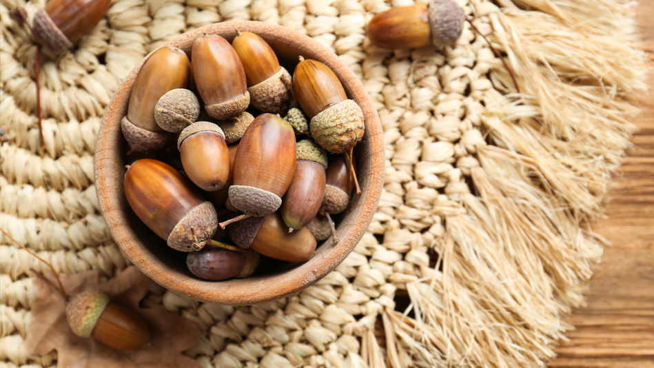 A bowl of acorns sits on a woven mat on a wooden coffee table
