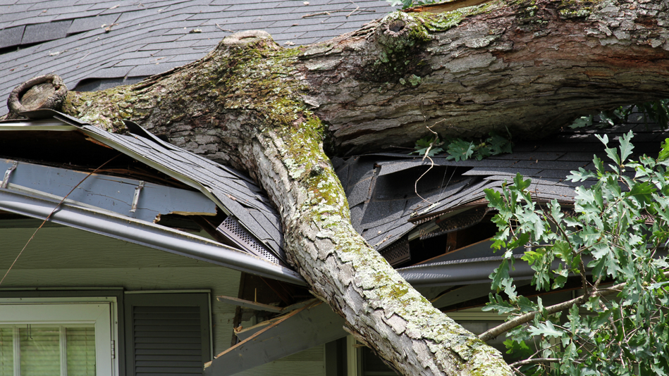 A tree branch has fallen and heavily damaged a roof
