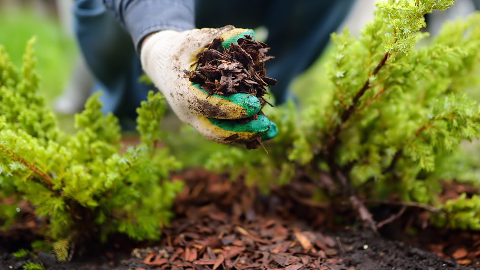 A person wearing a gardening glove picks up mulch from a garden bed