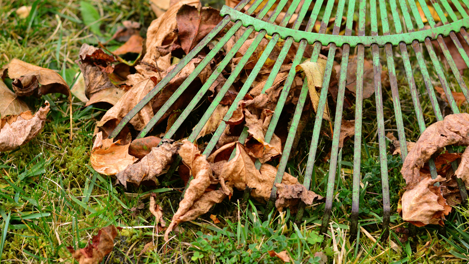 A rake cuts through fallen leaves on a lawn