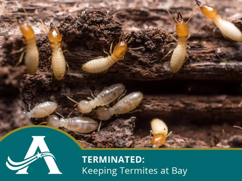 Termite-Maintenance
