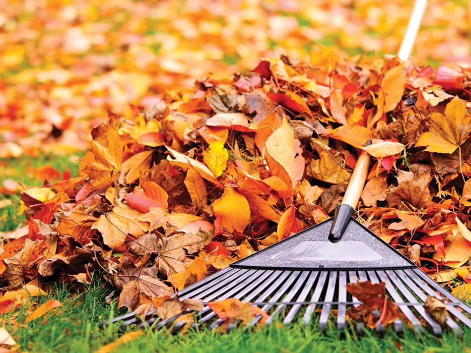 A rake lays on a pile of leaves with some green grass showing through