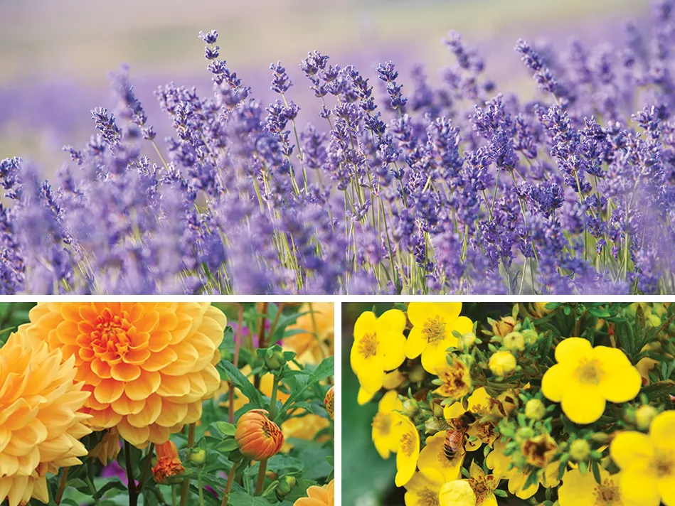 A 3-in-1 picture of purple, orange, and yellow flowers