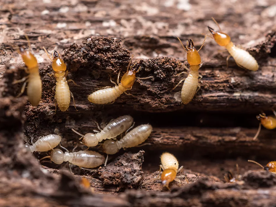 Termites move around a section of chewed-through wood