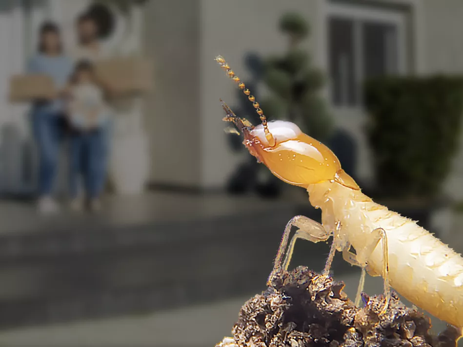 A close-up of a termite looking at a family on the front porch of their home