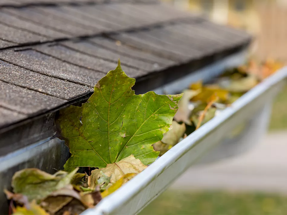 A close-up of leaves in a gutter 